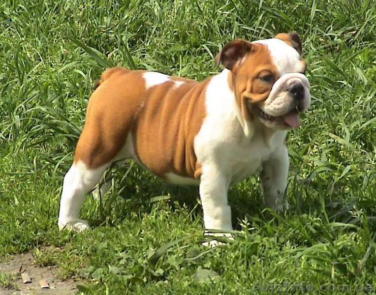 Животные - <ro>Изображение</ro><ru>Изображение</ru> #1, <ru>Объявление</ru> #3800