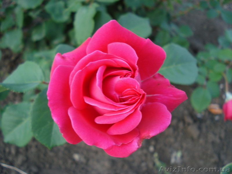 Адвокат в Луганске - <ro>Изображение</ro><ru>Изображение</ru> #1, <ru>Объявление</ru> #12156