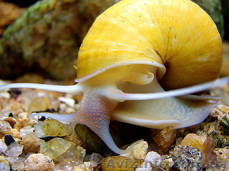 Улитки Ампулярии - <ro>Изображение</ro><ru>Изображение</ru> #1, <ru>Объявление</ru> #24351