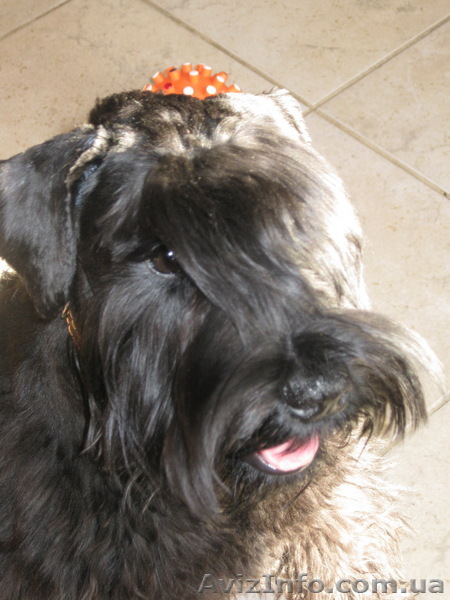  щенки цвергшнауцера (недорого, подрощенные) - <ro>Изображение</ro><ru>Изображение</ru> #1, <ru>Объявление</ru> #21124