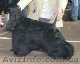 Щенок Американского кокер-спаниеля - <ro>Изображение</ro><ru>Изображение</ru> #1, <ru>Объявление</ru> #23501