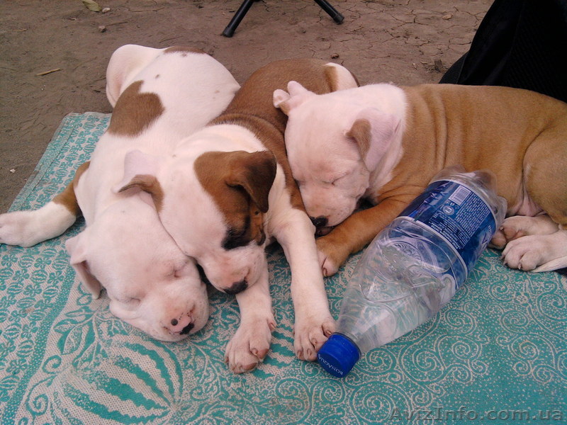 Щенки американского стаффтерьера - <ro>Изображение</ro><ru>Изображение</ru> #1, <ru>Объявление</ru> #59320