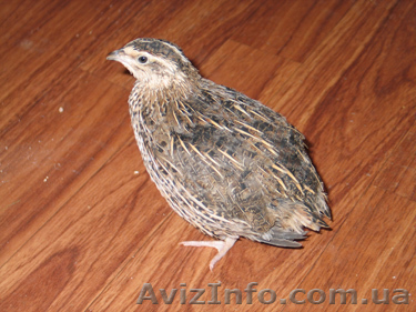 перепела//////////////////////////////////////////////////////////////////////// - <ro>Изображение</ro><ru>Изображение</ru> #1, <ru>Объявление</ru> #56959