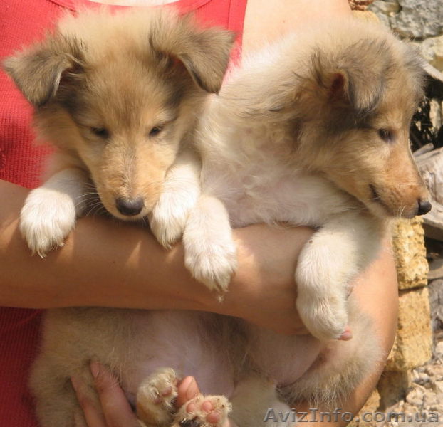 щенки колли, рыжие - <ro>Изображение</ro><ru>Изображение</ru> #1, <ru>Объявление</ru> #58869