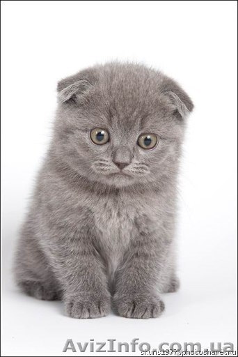 Котята вислоухие - <ro>Изображение</ro><ru>Изображение</ru> #1, <ru>Объявление</ru> #91881