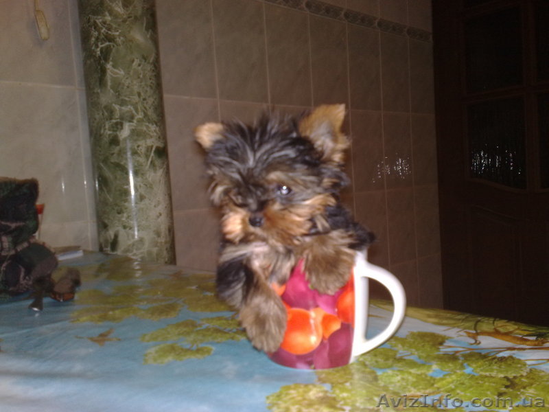 йорики щенки+ кабель для вязки - <ro>Изображение</ro><ru>Изображение</ru> #1, <ru>Объявление</ru> #140306