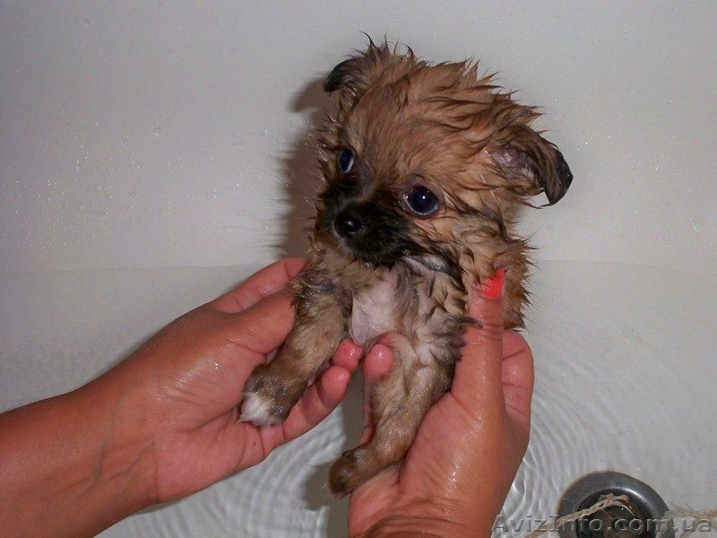 продам чихуашек - <ro>Изображение</ro><ru>Изображение</ru> #1, <ru>Объявление</ru> #172477