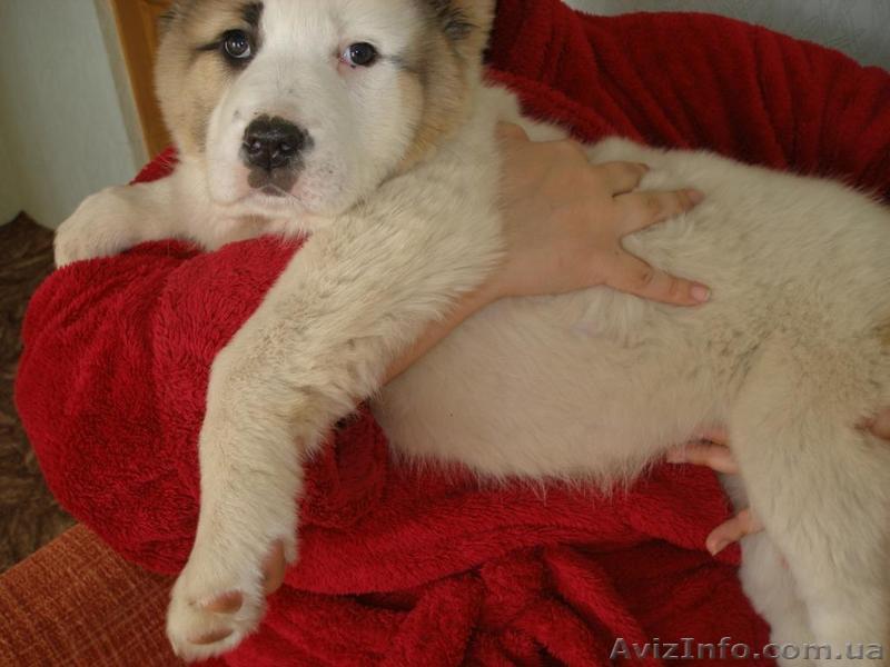 Щенки среднеазиатской собаки - <ro>Изображение</ro><ru>Изображение</ru> #1, <ru>Объявление</ru> #164774