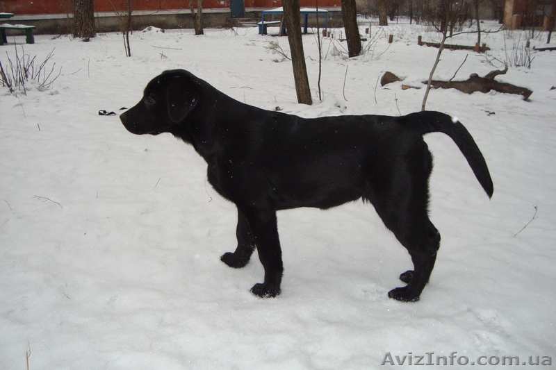 gad1na2010@yandex.ua - <ro>Изображение</ro><ru>Изображение</ru> #1, <ru>Объявление</ru> #168459