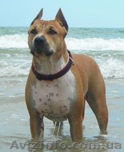 Выставочные щенки американского стаффордширского терьера - <ro>Изображение</ro><ru>Изображение</ru> #1, <ru>Объявление</ru> #199508