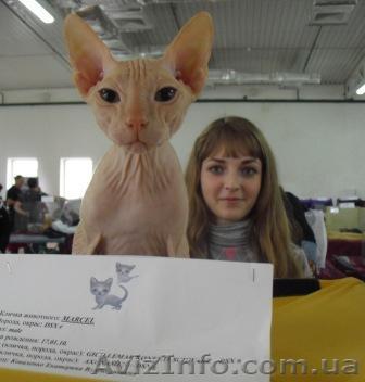 Вязка, донской сфинкс кремового окраса - <ro>Изображение</ro><ru>Изображение</ru> #1, <ru>Объявление</ru> #193451