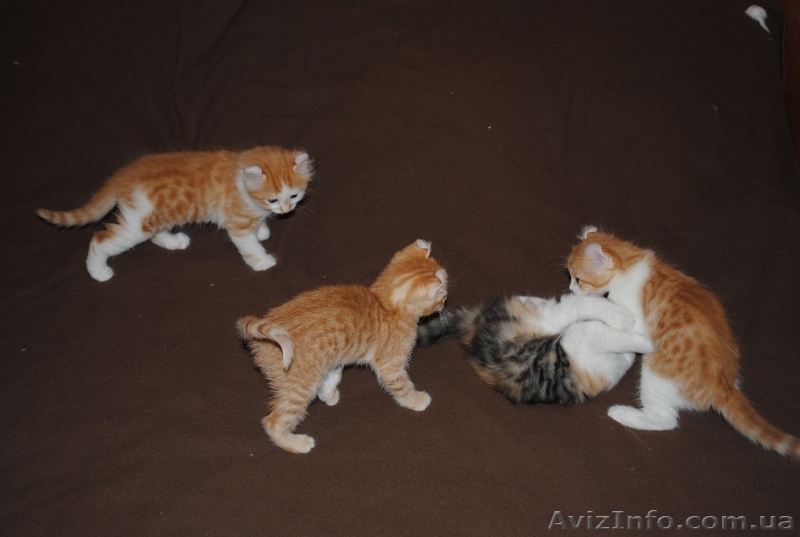 котята породы американский керл - <ro>Изображение</ro><ru>Изображение</ru> #1, <ru>Объявление</ru> #199180