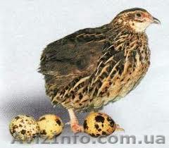 Продам перепелов/бройлеров - <ro>Изображение</ro><ru>Изображение</ru> #1, <ru>Объявление</ru> #227377