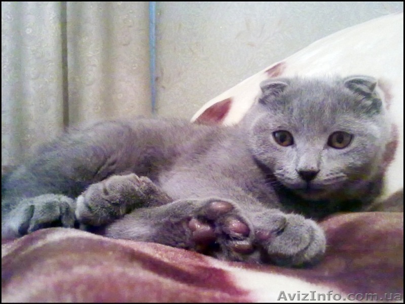 Вислоухий котёнок голубого окраса - <ro>Изображение</ro><ru>Изображение</ru> #1, <ru>Объявление</ru> #235933