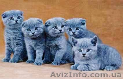 Продаются британские и шотландские вислоухие котята 300-500 грв. - <ro>Изображение</ro><ru>Изображение</ru> #1, <ru>Объявление</ru> #259899