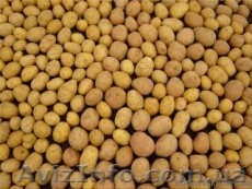 Продам картофель оптом! - <ro>Изображение</ro><ru>Изображение</ru> #1, <ru>Объявление</ru> #362707