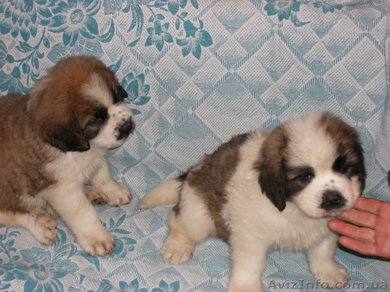 продам щенков сенбернар - <ro>Изображение</ro><ru>Изображение</ru> #1, <ru>Объявление</ru> #438148