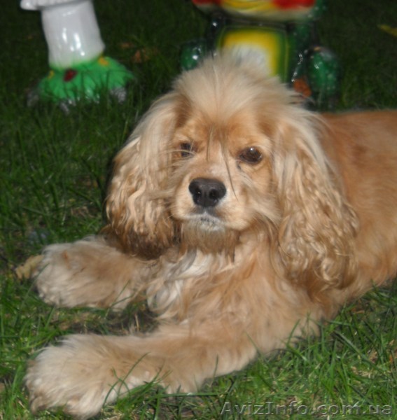 Пропала собака  - <ro>Изображение</ro><ru>Изображение</ru> #1, <ru>Объявление</ru> #553560