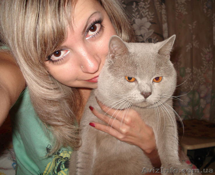 Вязка скотишстрайт лилового окраса - <ro>Изображение</ro><ru>Изображение</ru> #1, <ru>Объявление</ru> #575171