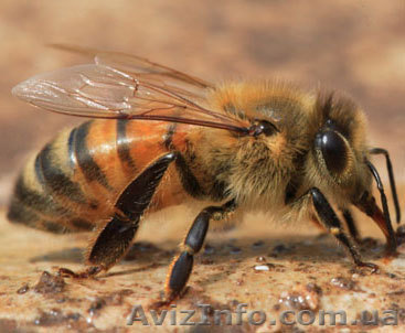 Продам пчелиные семьи. Цена одной семьи 1000 гр. - <ro>Изображение</ro><ru>Изображение</ru> #1, <ru>Объявление</ru> #641993