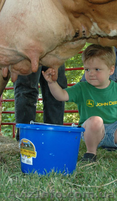 ПОЛЬША - мужчины для доения коров - <ro>Изображение</ro><ru>Изображение</ru> #1, <ru>Объявление</ru> #654331