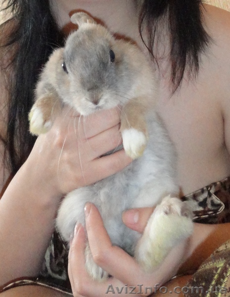 Отдам декоративного кролика - <ro>Изображение</ro><ru>Изображение</ru> #1, <ru>Объявление</ru> #692540
