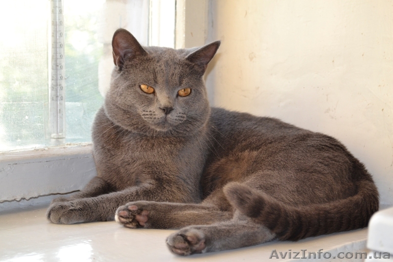 Шотландский прямоухий котик предлагается для вязки - <ro>Изображение</ro><ru>Изображение</ru> #1, <ru>Объявление</ru> #733887