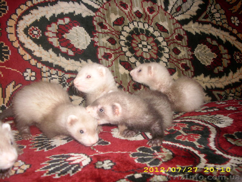 продам фреток (хорьки) - <ro>Изображение</ro><ru>Изображение</ru> #1, <ru>Объявление</ru> #732413