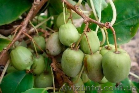 Продам саженцы Актинидии Аргута - <ro>Изображение</ro><ru>Изображение</ru> #1, <ru>Объявление</ru> #763332