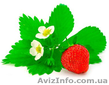 Продам саженцы земляники садовой (клубники) сорт «Королева Елизавета» - <ro>Изображение</ro><ru>Изображение</ru> #1, <ru>Объявление</ru> #763335