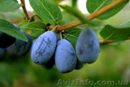 Продам саженцы Жимолости съедобной - <ro>Изображение</ro><ru>Изображение</ru> #1, <ru>Объявление</ru> #763331