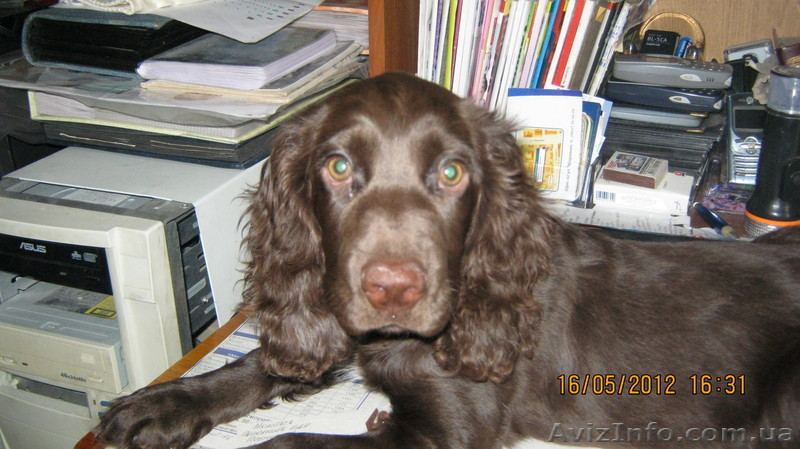 Всеукраинское бюро находок - <ro>Изображение</ro><ru>Изображение</ru> #1, <ru>Объявление</ru> #788933