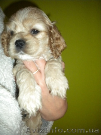 Американский коккер-спаниель; Американский бульдог; мареммо-абруцкая овчарка; бу - <ro>Изображение</ro><ru>Изображение</ru> #1, <ru>Объявление</ru> #802654