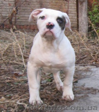 Американский бульдог; американский коккер-спаниель; английский стаффордширский б - <ro>Изображение</ro><ru>Изображение</ru> #1, <ru>Объявление</ru> #802652