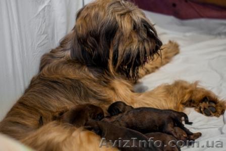 Бриар (Французская овчарка), Бультерьер, Веймаранер, мареммо-абруцкая овчарка, а - <ro>Изображение</ro><ru>Изображение</ru> #1, <ru>Объявление</ru> #802655