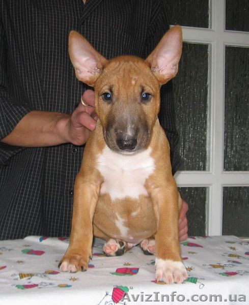 Бультерьер, бигль, французский и английский бульдог, мопс, ши-тцу, померанский ш - <ro>Изображение</ro><ru>Изображение</ru> #1, <ru>Объявление</ru> #802656