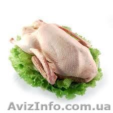 Гусь домашний хороший - <ro>Изображение</ro><ru>Изображение</ru> #1, <ru>Объявление</ru> #803452