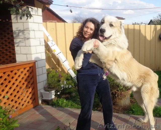 Среднеазиатская овчарка; американский бульдог; бриар; бультерьер; ши-тцу; такса; - <ro>Изображение</ro><ru>Изображение</ru> #1, <ru>Объявление</ru> #802650