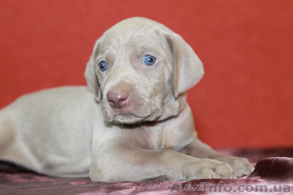 Веймаранер, мареммо-абруцкая овчарка, акита ину, русская пегая гончая, самоедска - <ro>Изображение</ro><ru>Изображение</ru> #1, <ru>Объявление</ru> #802659