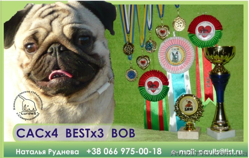 Кобель мопса ищет подругу - <ro>Изображение</ro><ru>Изображение</ru> #1, <ru>Объявление</ru> #825576