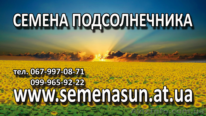 Семена подсолнечника,кукурузы pioneer,Syngenta 130$  - <ro>Изображение</ro><ru>Изображение</ru> #1, <ru>Объявление</ru> #837484