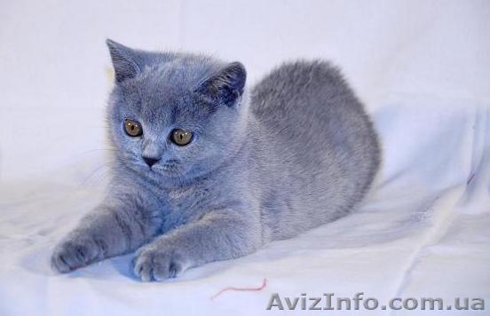 Британские котята в Луганске - <ro>Изображение</ro><ru>Изображение</ru> #1, <ru>Объявление</ru> #863868