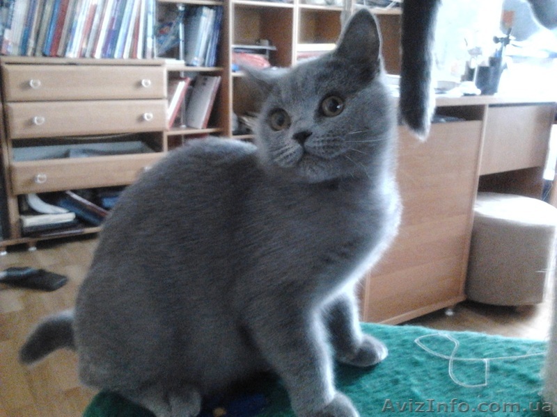 шотландские кошечка в разведение - <ro>Изображение</ro><ru>Изображение</ru> #1, <ru>Объявление</ru> #893743