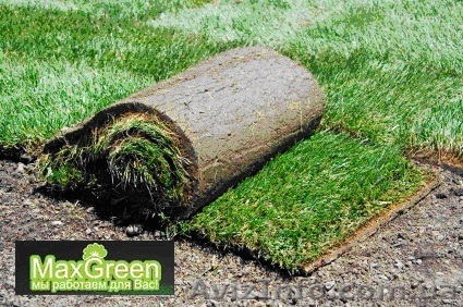 МаксГрин рулонные газоны Украины - <ro>Изображение</ro><ru>Изображение</ru> #1, <ru>Объявление</ru> #916504