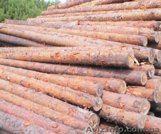 Продам рудстойку сосна. Диаметр 9-16 см., длина 4 метра.  - <ro>Изображение</ro><ru>Изображение</ru> #1, <ru>Объявление</ru> #1017729