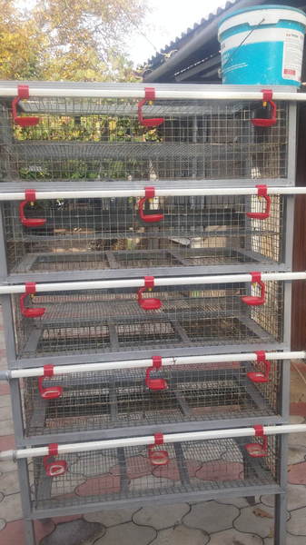 Пятиярусные клетки для содержания перепелов - <ro>Изображение</ro><ru>Изображение</ru> #1, <ru>Объявление</ru> #1666794