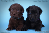 Щенки лабрадора породные. Питомник Kiss of Skies - <ro>Изображение</ro><ru>Изображение</ru> #3, <ru>Объявление</ru> #66405