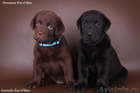 Щенки лабрадора породные. Питомник Kiss of Skies - <ro>Изображение</ro><ru>Изображение</ru> #1, <ru>Объявление</ru> #66405