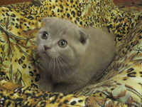 Продам котят Скотиш Фолд и Скотиш Страйт - <ro>Изображение</ro><ru>Изображение</ru> #1, <ru>Объявление</ru> #1982