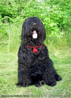   Русский Черный Терьер   - <ro>Изображение</ro><ru>Изображение</ru> #1, <ru>Объявление</ru> #6774